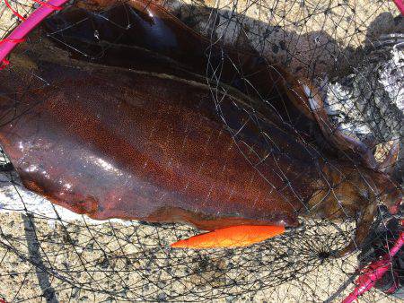 エギングに切り替え