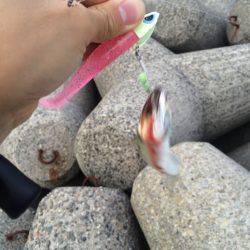 今年初タチウオ