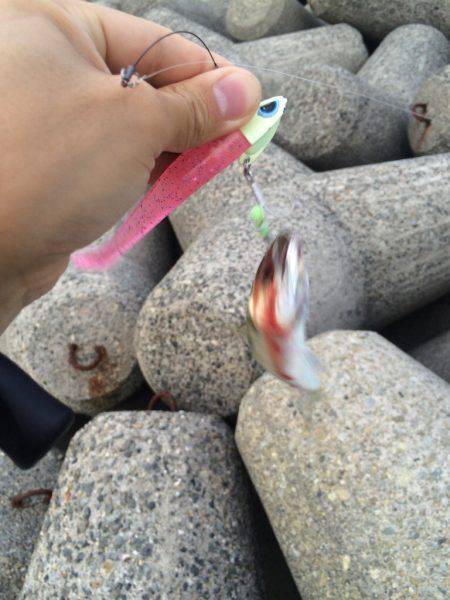 今年初タチウオ