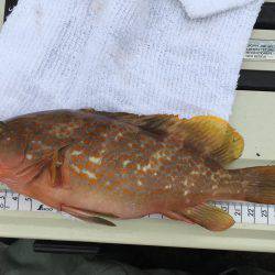 初ショアジギング&ジクサビキ