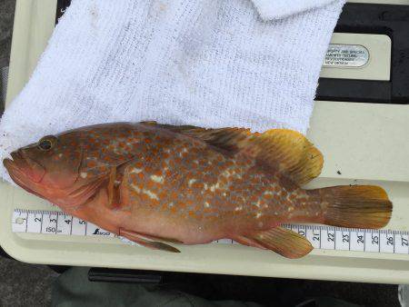 初ショアジギング&ジクサビキ