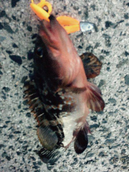 朝マズメ、アコウ