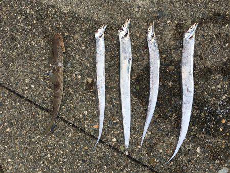 ナブラ神やっさ〜