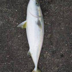 青物最高！【その他も】