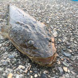 MJゼブラグロー神やっさ〜