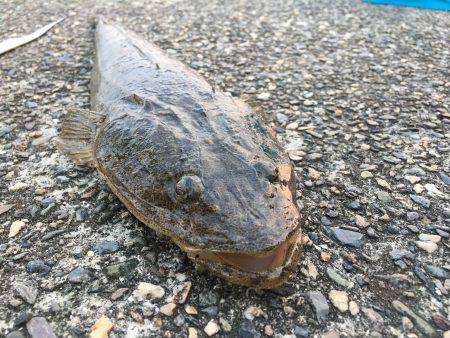 MJゼブラグロー神やっさ〜