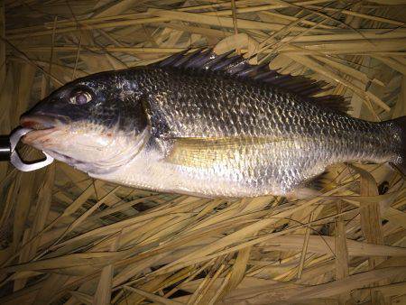 ミノーに来た！