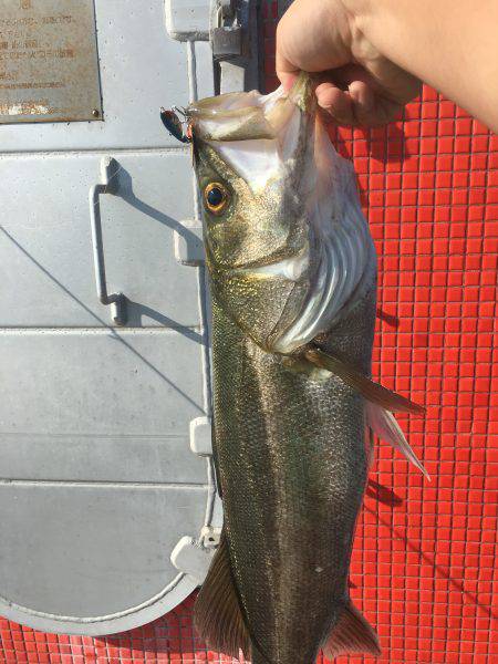 これははまる。