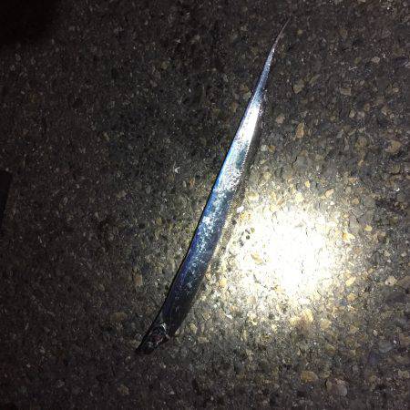 今シーズン初タチウオ