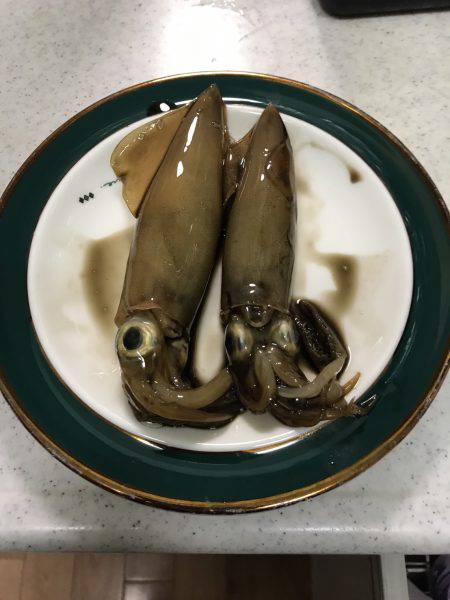 ケンサキ、青物狙い