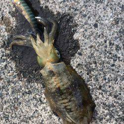 日本海の夏イカ