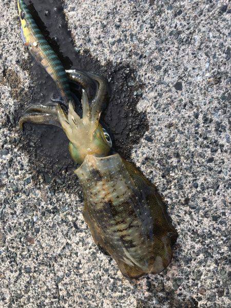 日本海の夏イカ