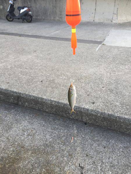 夏休み最後の釣行！