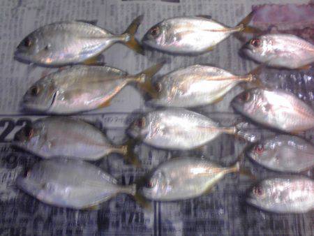 メッキ１２匹ほか