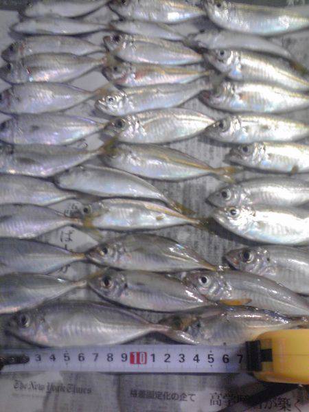 豆アジ34匹、チャリコ5匹、コノシロ2匹