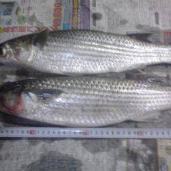 水潮で豆アジ0、ボラ２匹等