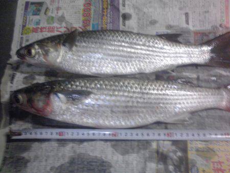 水潮で豆アジ0、ボラ２匹等