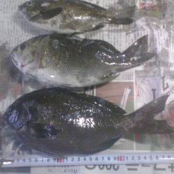 グレ3枚、アイゴ2枚、豆アジ14匹