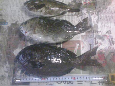 グレ3枚、アイゴ2枚、豆アジ14匹