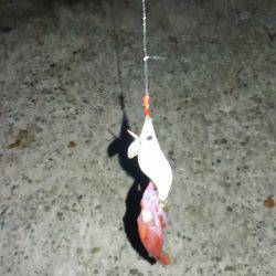 ライトエギング