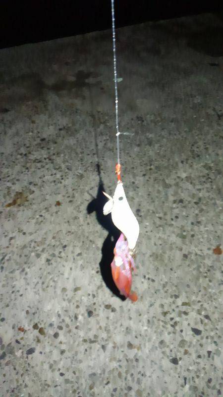 ライトエギング