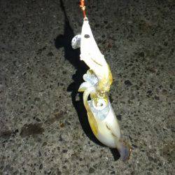 ライトエギング