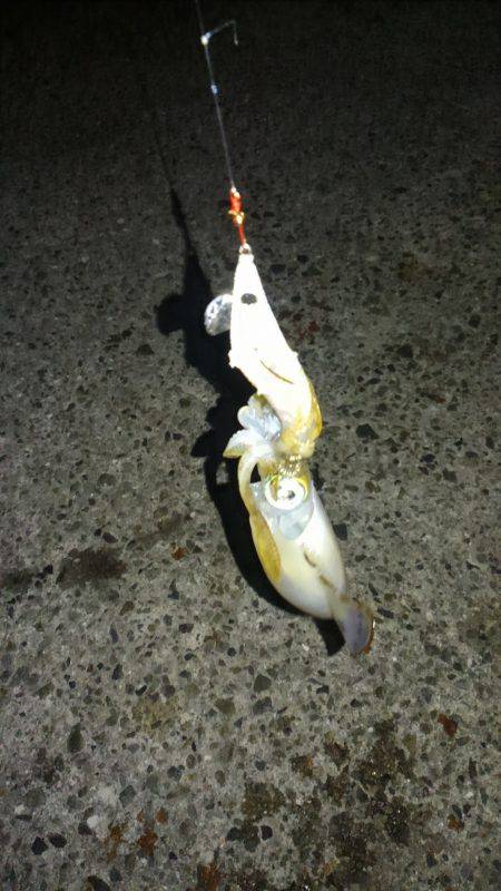 ライトエギング