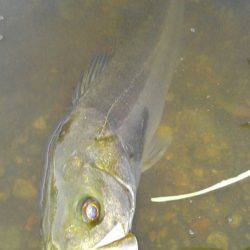 リバーシーバス