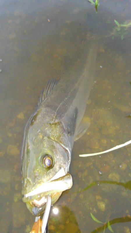 リバーシーバス