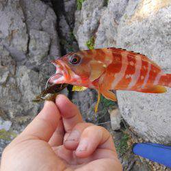 磯は無理でした