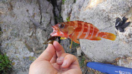 磯は無理でした