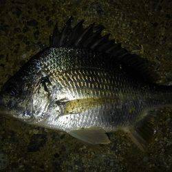 ちょいチニング！