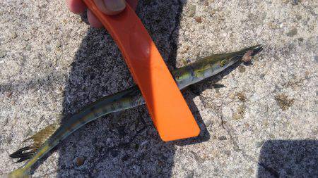 ファミリーフィッシング！