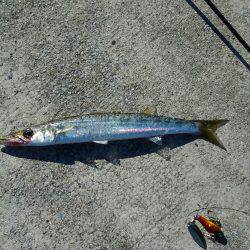 淡路島、明石方面で青物釣果が上がっていたので行って見たのですが?