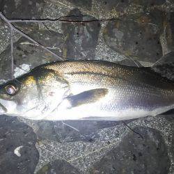 増水気味の猪名川