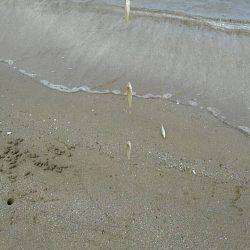 投げ釣りシロギス