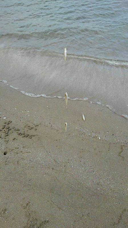 投げ釣りシロギス