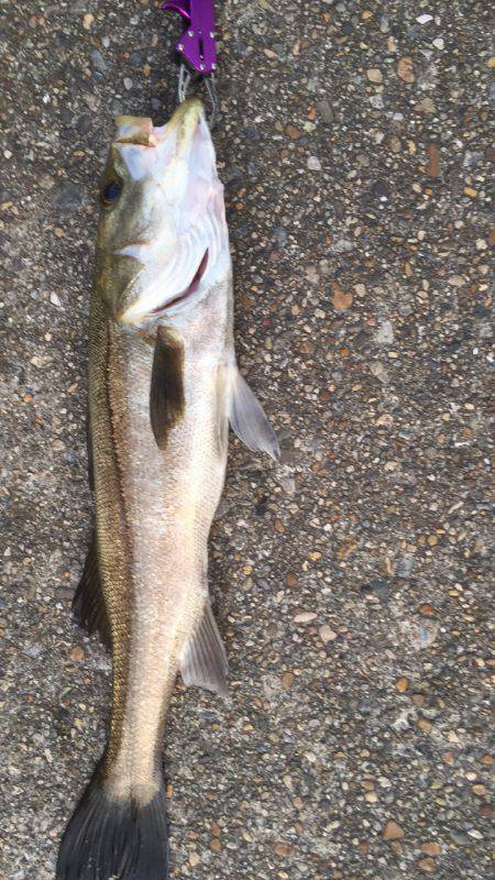 30分の地合到来