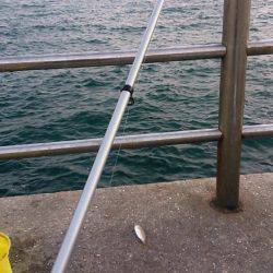 今季、初ケンサキ