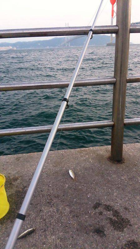 今季、初ケンサキ