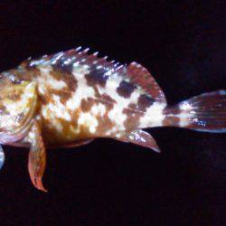 リベンジ…ならず