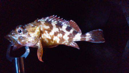 リベンジ…ならず