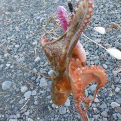 サーフオクトパッシング