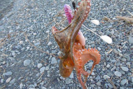 サーフオクトパッシング