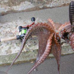 新子シーズン開幕(笑)