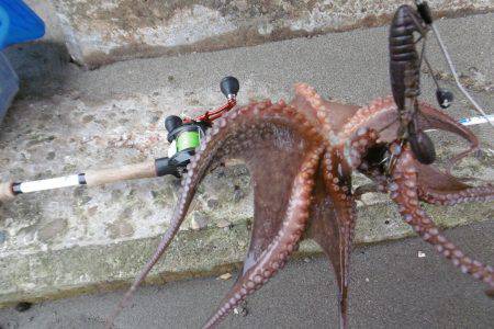 新子シーズン開幕(笑)