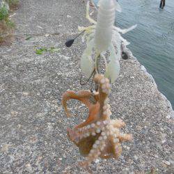 スナダコ多いです！