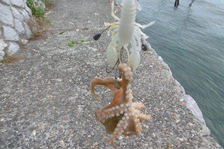 スナダコ多いです！