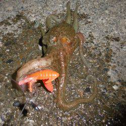 気合入れてナイトオクトパッシング？