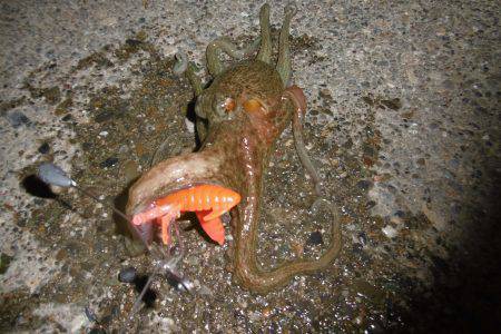 気合入れてナイトオクトパッシング？